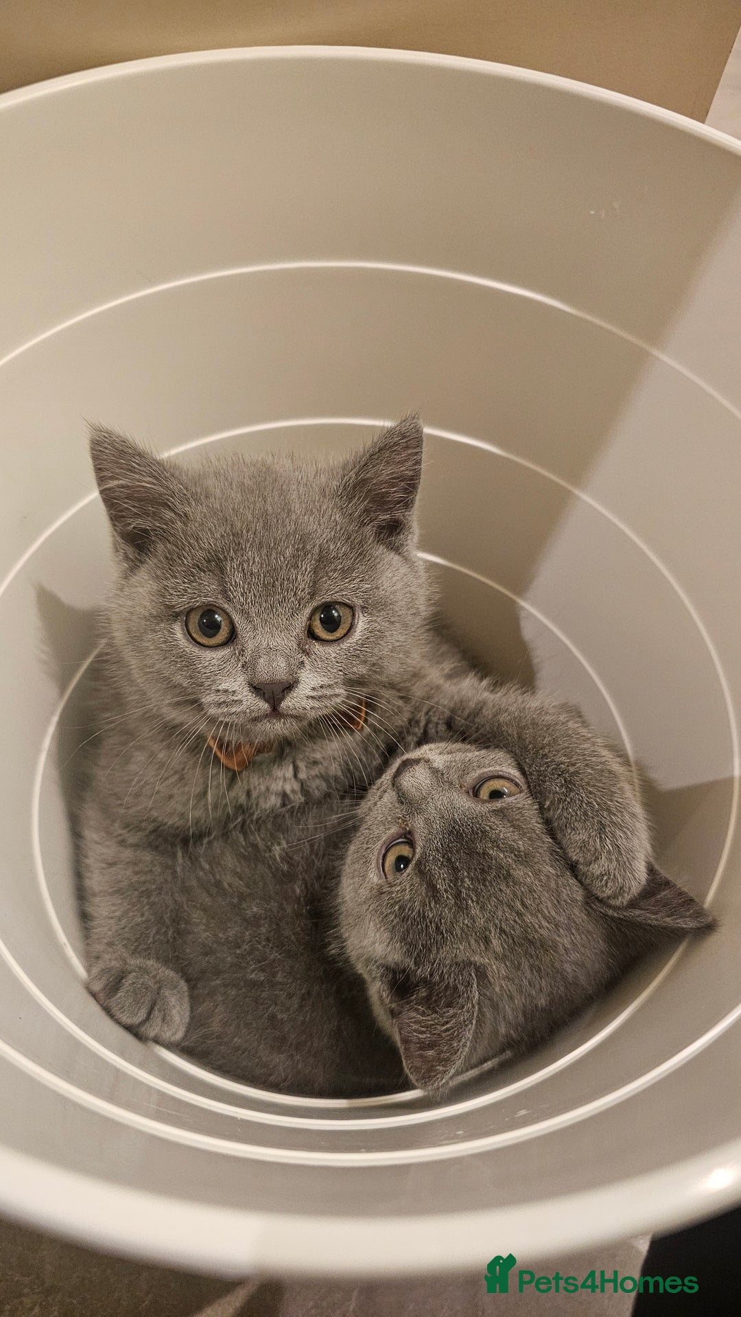 British Shorthair cats for sale: Beautiful Pedigree British Blue Kittens  🐾 - Advert 17