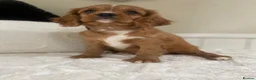 Cavalier King Charles Spaniel dogs for sale: Beautiful Cavalier King Charles  - Advert 4