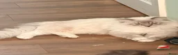 Ragdoll cats for sale: 3 tica reg ragdolls  - Advert 13