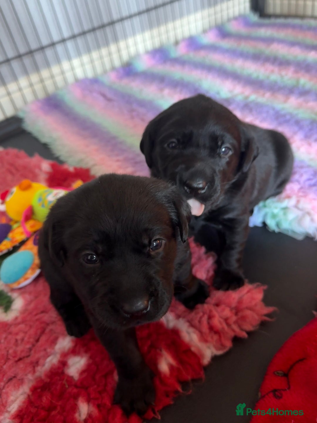 Labrador Retriever dogs for sale: (REDUCED) KC registered Labradors  - Advert 8