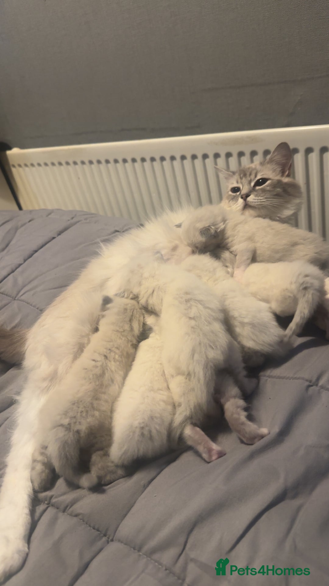 Ragdoll cats for sale: 🐾 Kitten 4 – Male Ragdoll - Image 2