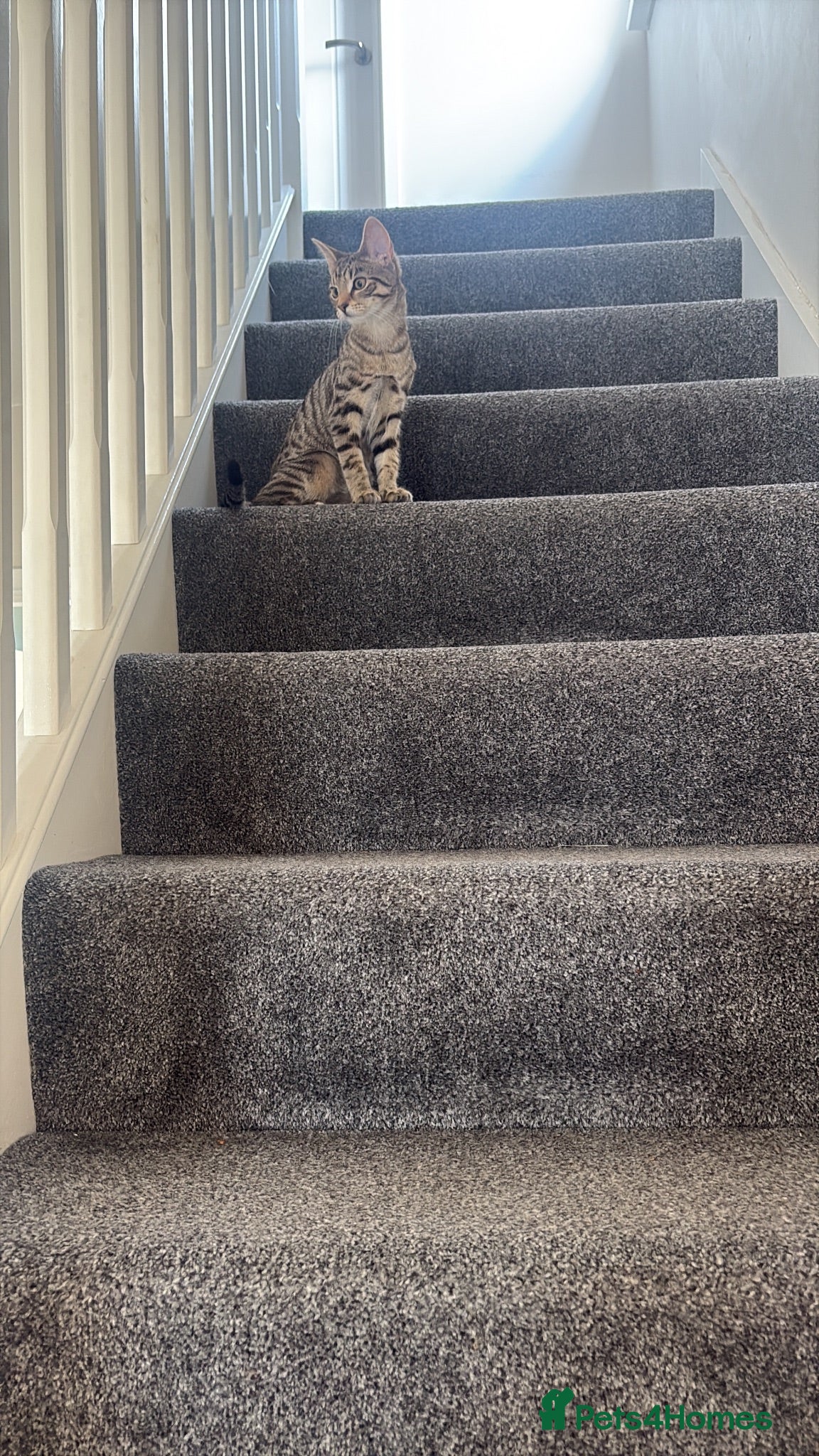 Domestic Shorthair cats Rehoming my 5 month old cat - Advert 11
