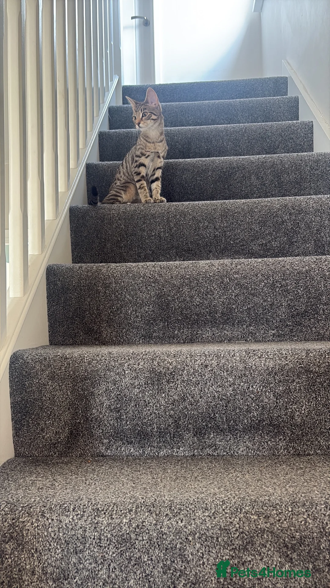 Domestic Shorthair cats for sale: Rehoming my 5 month old cat - Advert 1