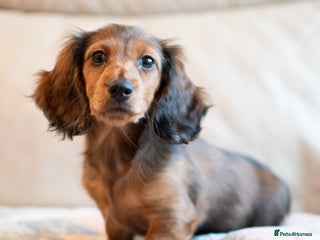 Miniature Dachshund dogs Miniature Long-Haired Dachshund Puppies–Red Merle - Advert 16