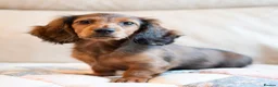 Miniature Dachshund dogs for sale:  Miniature Long-Haired Dachshund Puppies–Red Merle - Advert 5