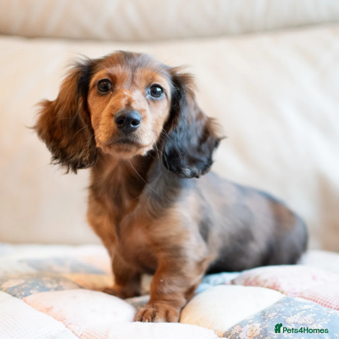 Miniature Dachshund dogs for sale:  Miniature Long-Haired Dachshund Puppies–Red Merle - Advert 5
