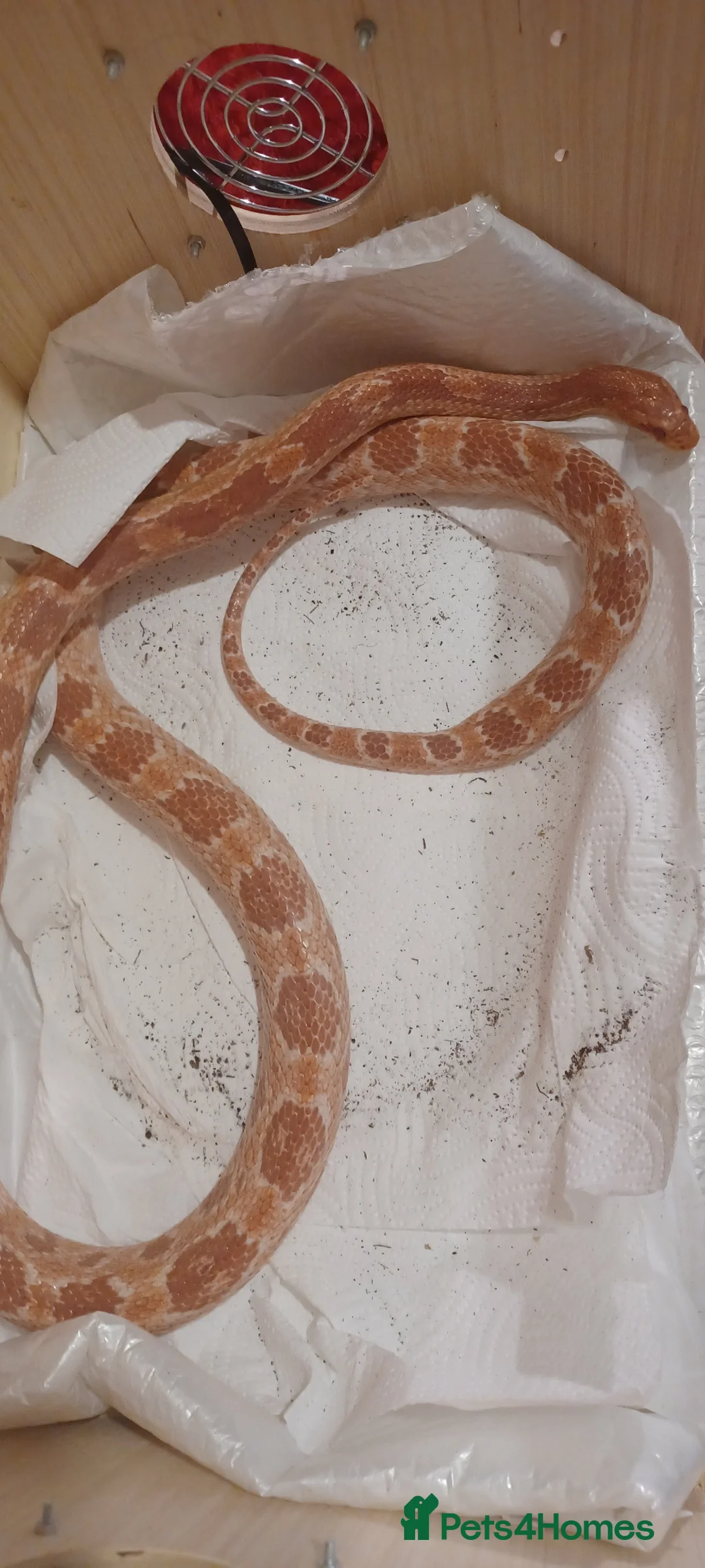 Corn Snake reptiles for sale: PRICE NEGOTIABLE Corn snake in Peterborough - Advert 2