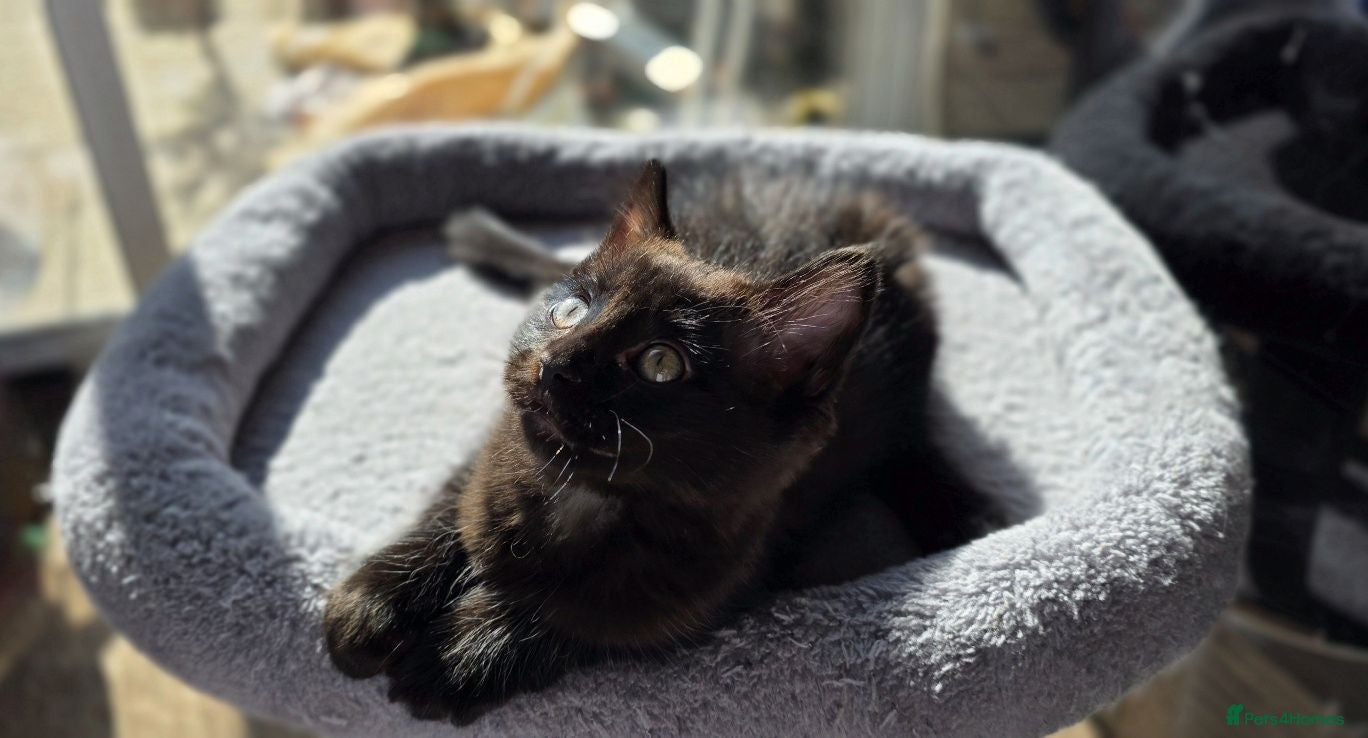 Mixed Breed cats Two gorgeous 9-week-old half-Ragdoll boys - Advert 1