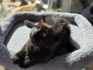 Mixed Breed cats Two gorgeous 9-week-old half-Ragdoll boys - Advert 1
