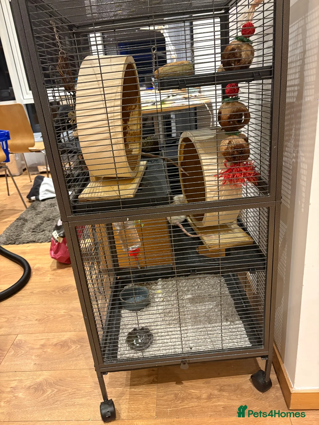 Rat rodents for sale: Rats with cage - Advert 8