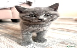 British Shorthair cats for sale: British shorthair male  - Image 4