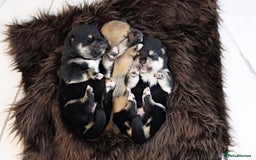 Japanese Shiba Inu dogs for sale: 	“Shiba Inu Puppies – Champion Pedigree, DNA Clear - Advert 34