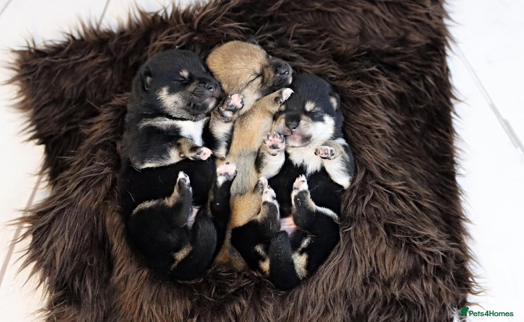 Japanese Shiba Inu dogs for sale: 	“Shiba Inu Puppies – Champion Pedigree, DNA Clear - Advert 34