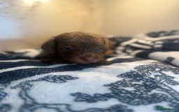 Miniature Dachshund dogs for sale: 3 Beautiful miniature longhair dachshund puppies - Image 20