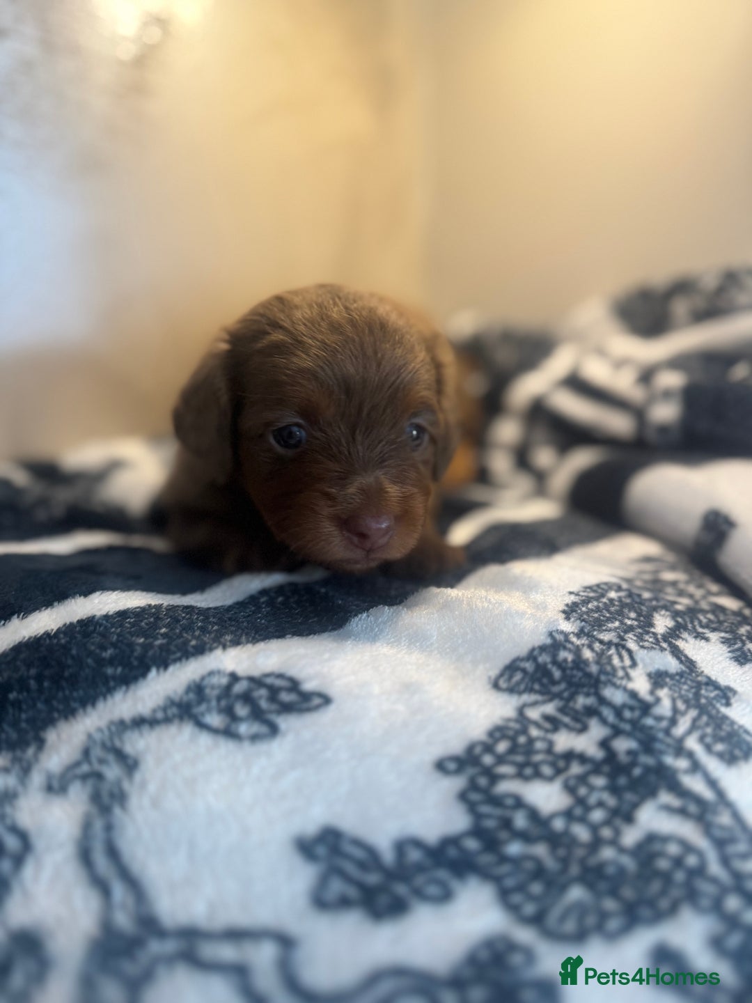 Miniature Dachshund dogs for sale: 3 Beautiful miniature longhair dachshund puppies - Image 20