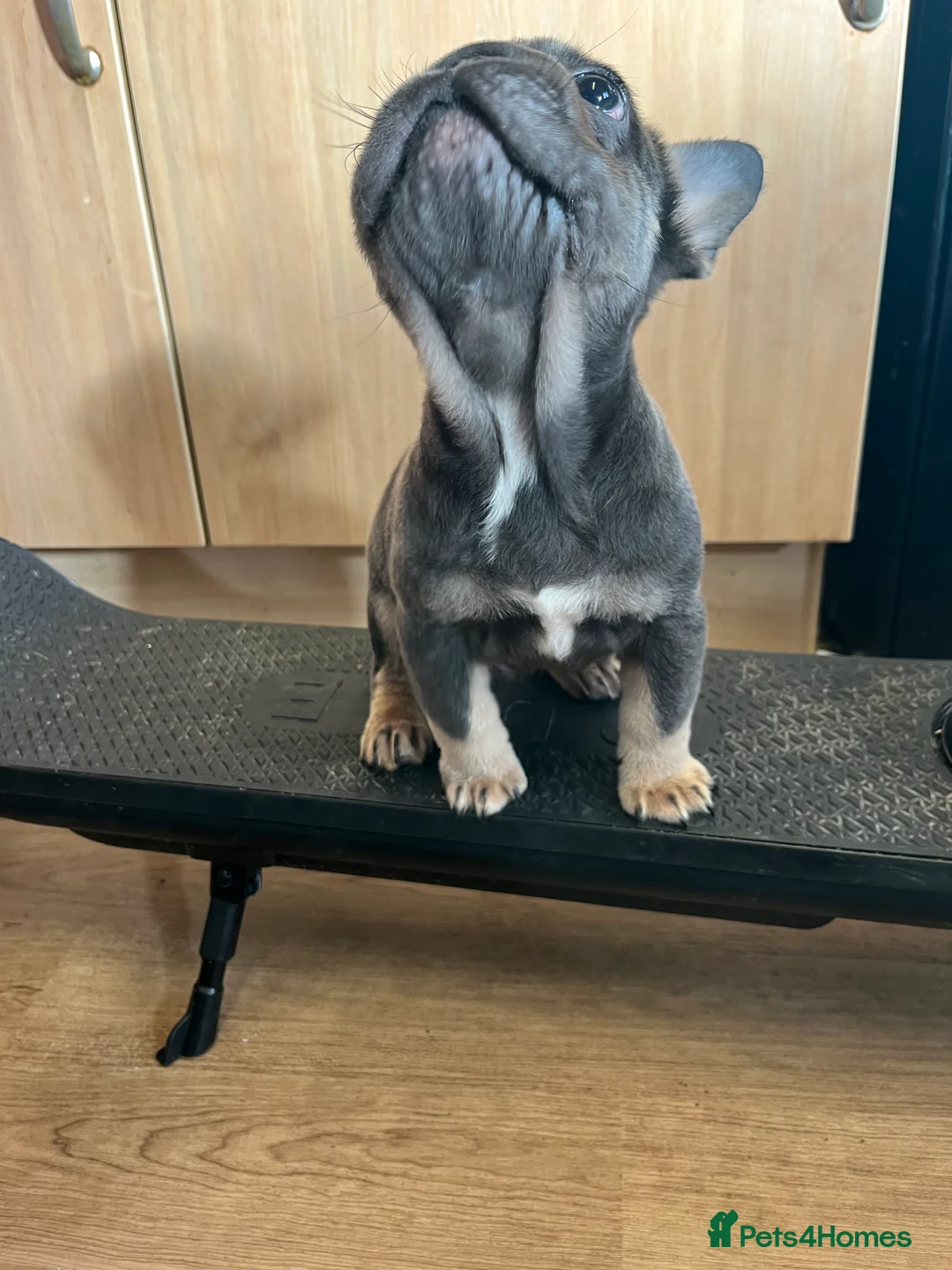 French Bulldog dogs for sale: French bulldog full pink, blue tan pink carrier  - Advert 4