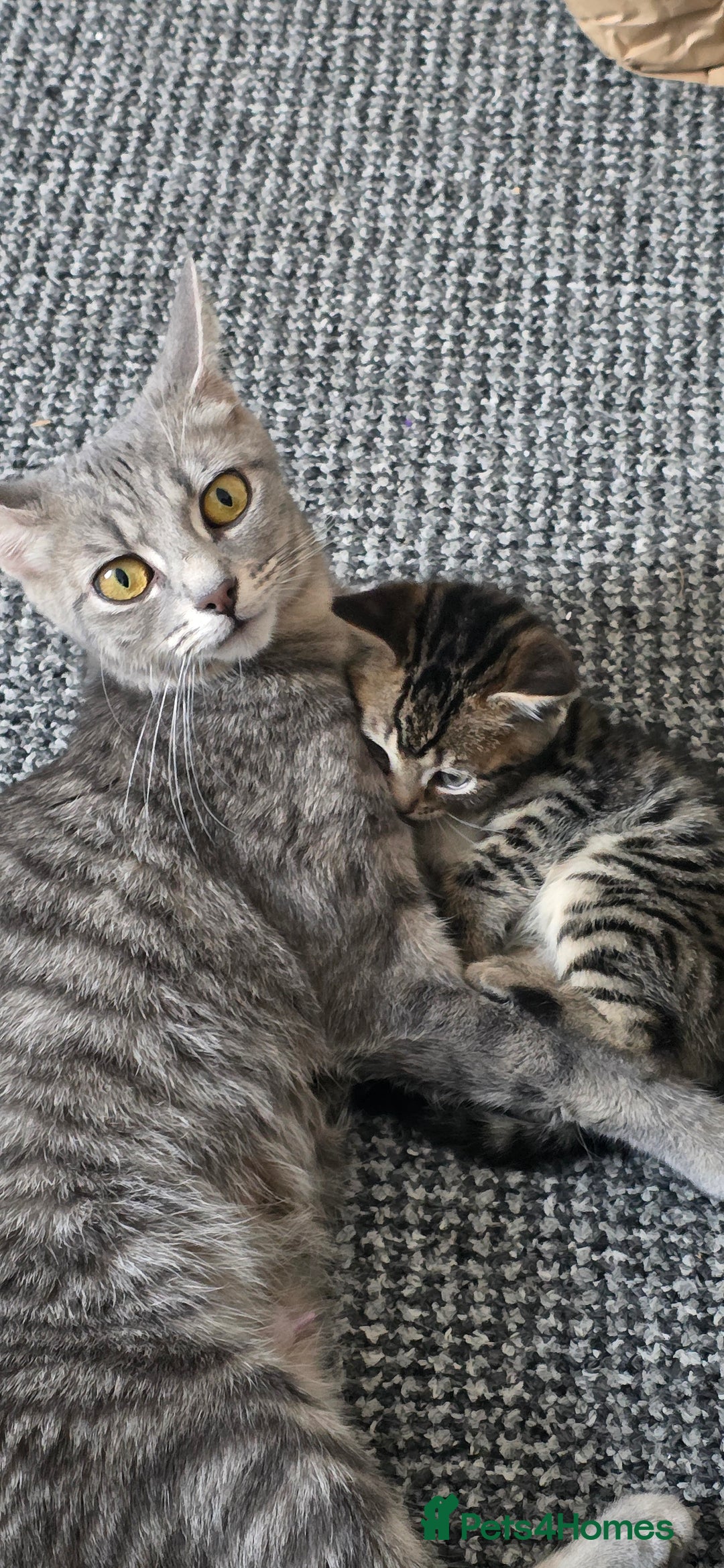 Mixed Breed cats for sale: Tabby x Bengal Kittens 🐾 - Image 17
