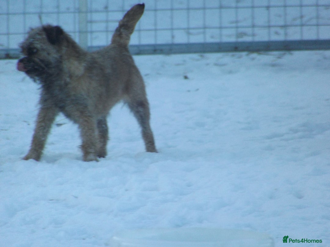 Border Terrier dogs for stud: kc proven border terriers slem clear for stud in Belper - Image 7