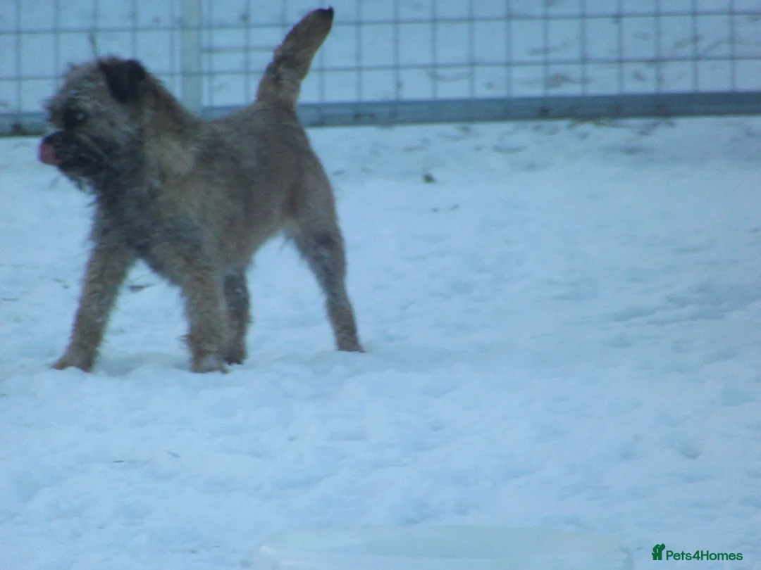 Border Terrier dogs for stud: kc proven border terriers slem clear for stud in Belper - Advert 7