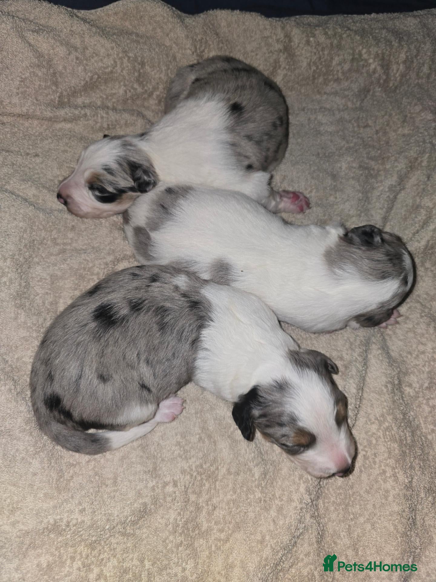 Border Collie dogs Beautiful Border Collie merles - Advert 5