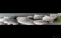 British Shorthair cats for sale: PURE PEDIGREE BSH KITTENS - Image 30