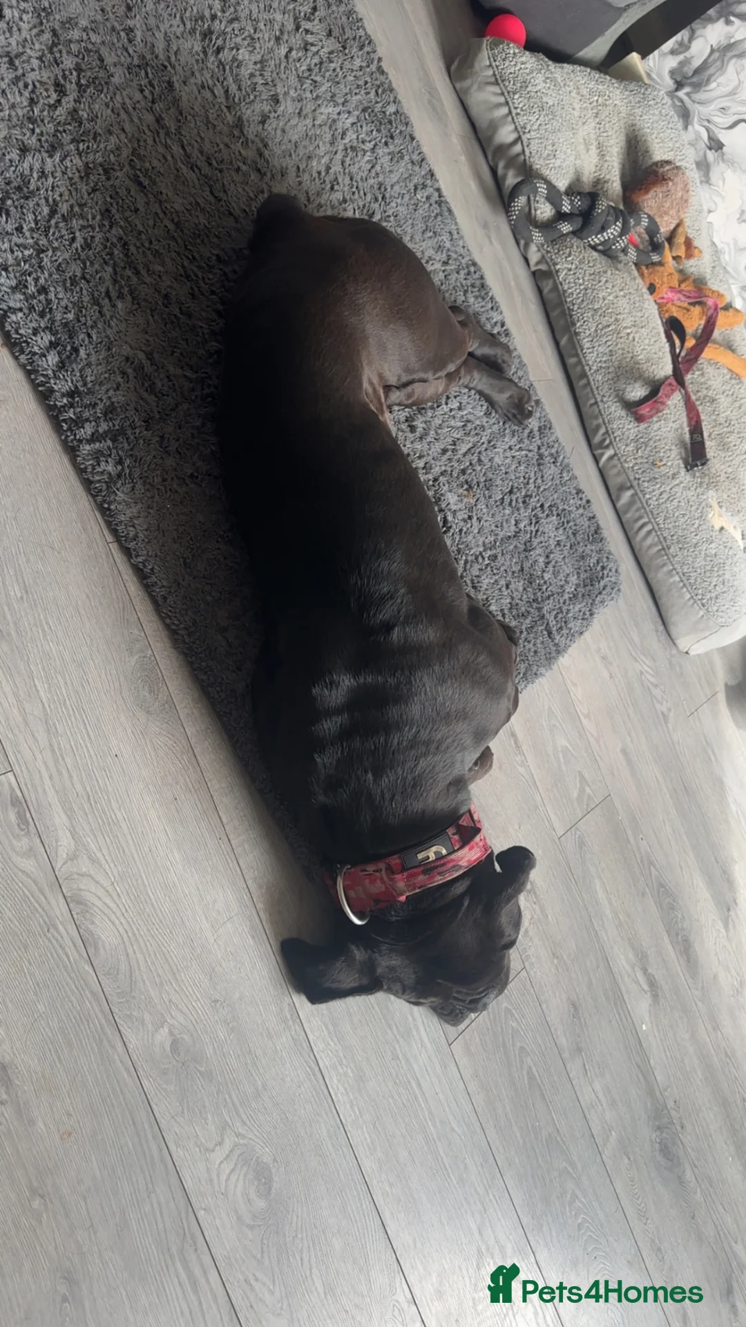 Cane Corso dogs for sale: Cane corso  in Stoke-on-Trent - Advert 3