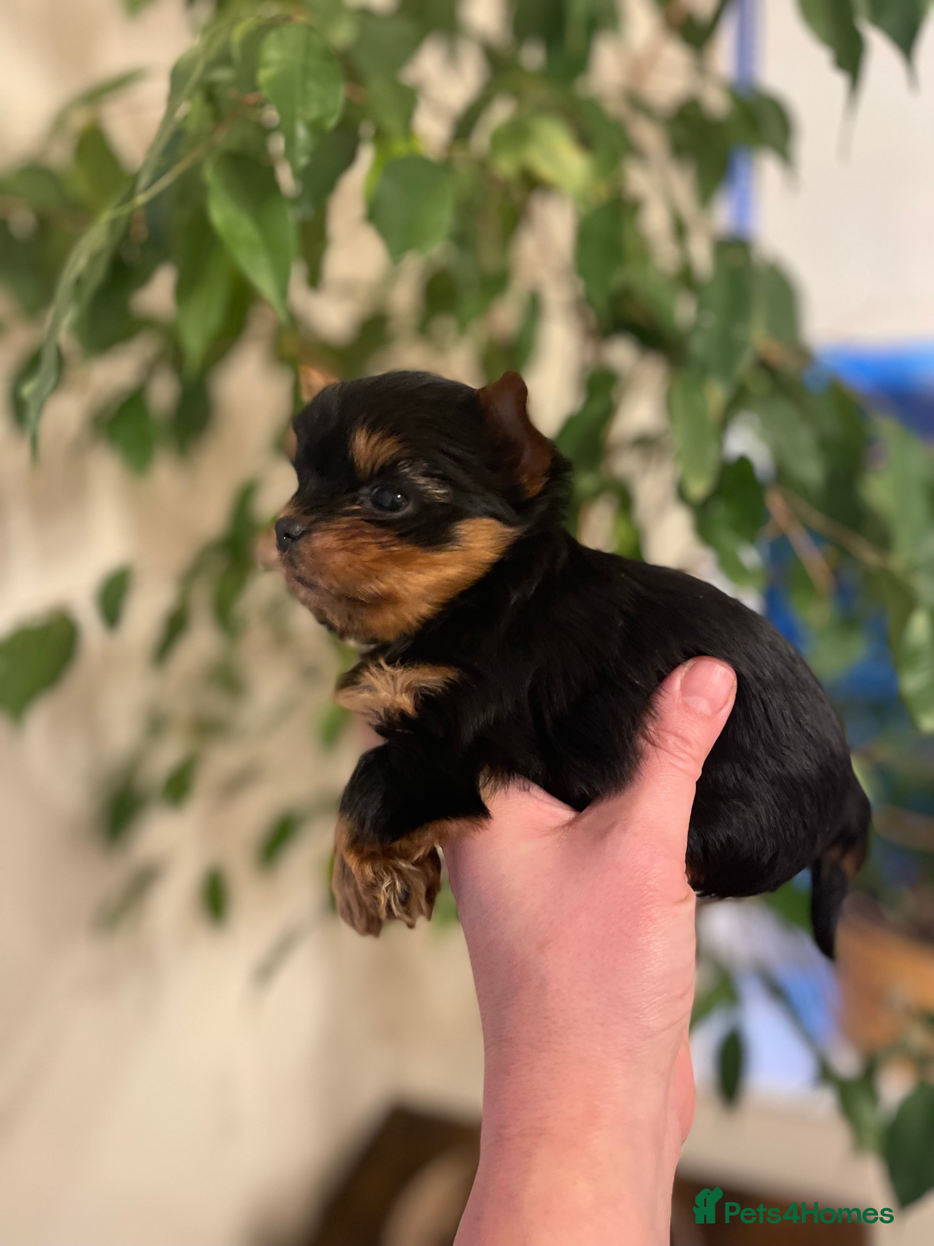 Yorkshire Terrier dogs Beautiful Small size Puppies Available (7w) - Advert 3