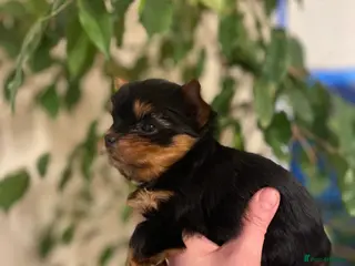 Yorkshire Terrier dogs Beautiful Small size Puppies Available (7w) - Advert 1