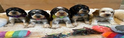 Cocker Spaniel dogs for sale: KC Registered Show Type Cocker Spaniel Puppies  - Advert 1