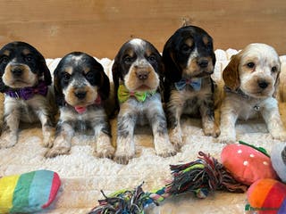 Cocker Spaniel dogs KC Registered Show Type Cocker Spaniel Puppies - Advert 1