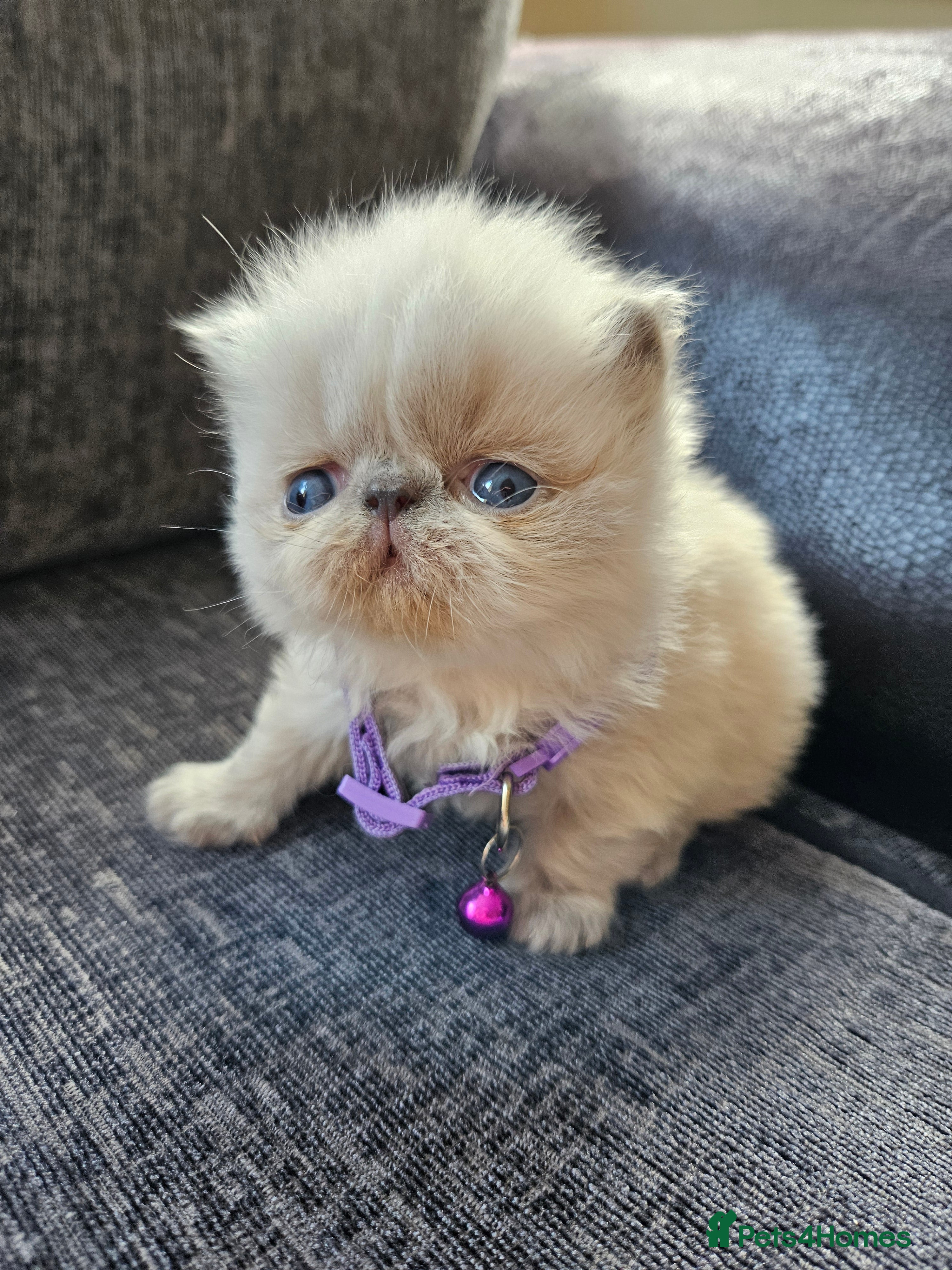 Persian cats 😻Stunning Pedigree Persian Kittens 😻 - Advert 3