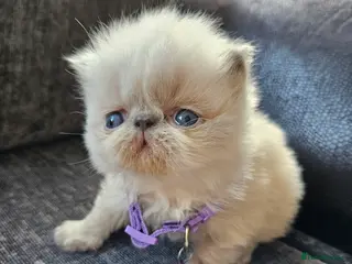 Persian cats 😻Stunning Pedigree Persian Kittens 😻 - Advert 3