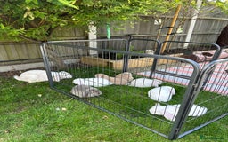 French Lop rabbits for sale: 🤍Pure Bred Giant French Lop Babies🤍 - Image 12