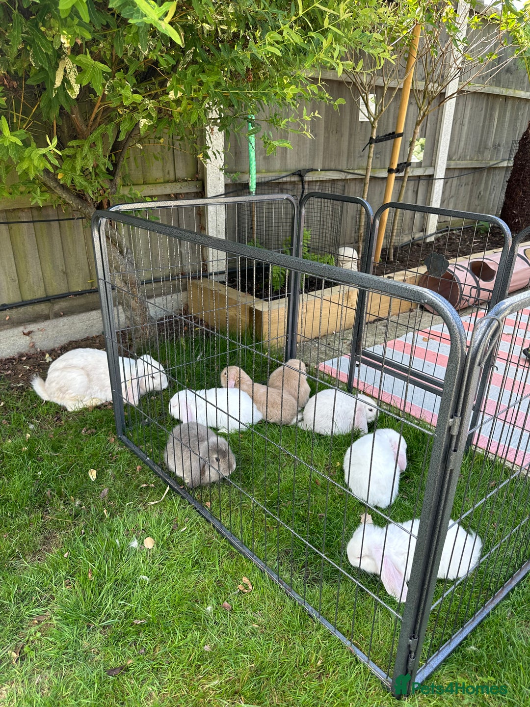 French Lop rabbits for sale: 🤍Pure Bred Giant French Lop Babies🤍 - Image 12