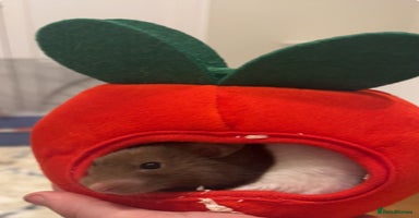 Hamster rodents - Advert 12