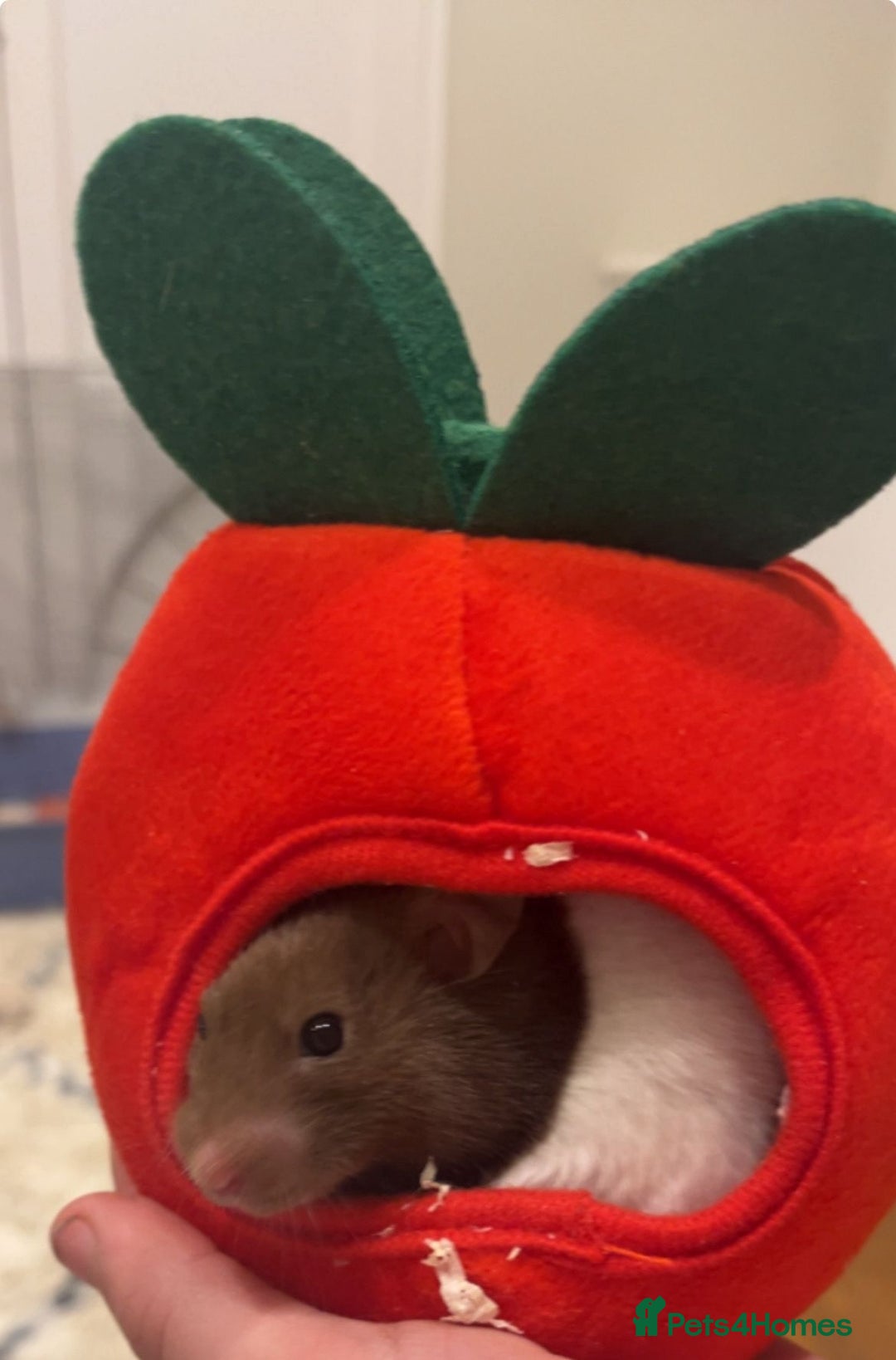 Hamster rodents for sale: Hamster - Image 3
