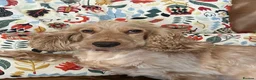 Cocker Spaniel dogs for sale: Stunning KC Show Cocker Spaniel Sable Puppies.  - Advert 7