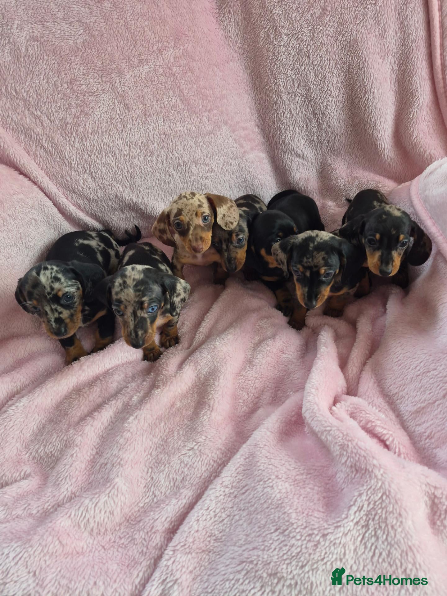 Miniature Dachshund dogs Beautiful minature dachshund puppies  - Advert 1
