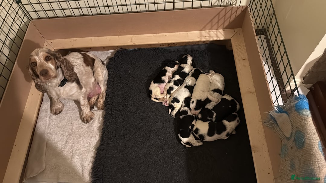 Cocker Spaniel dogs for sale: Stunning Blue Roan Pups Available - Advert 11