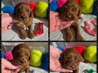 Australian Labradoodle dogs 👑 Multigen Toy Bred Australian Double Doodles 👑 - Advert 1