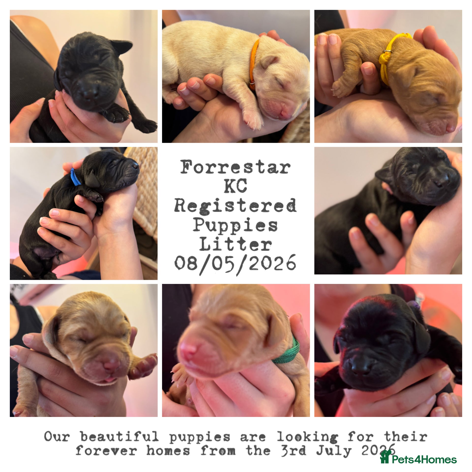 Labrador Retriever dogs Exceptional litter of Labrador puppies  - Advert 2
