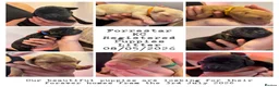 Labrador Retriever dogs for sale: Exceptional litter of Labrador puppies  - Advert 2