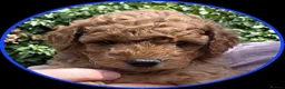 Miniature Poodle dogs for sale: Adorable Miniature Poodle Puppies - Advert 13