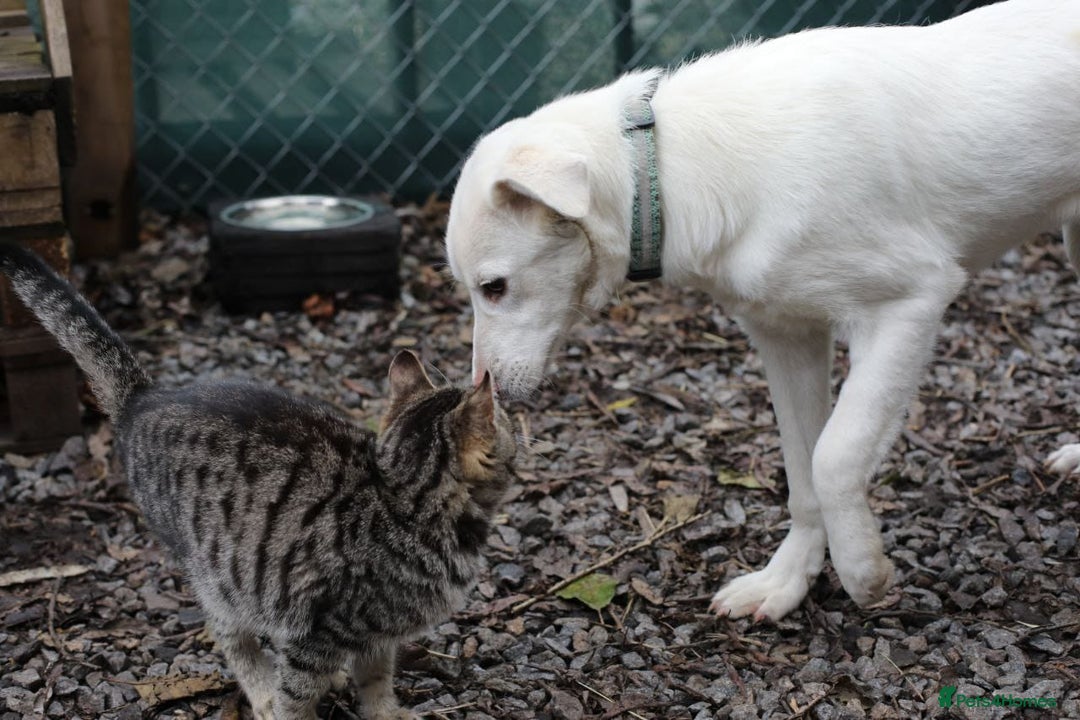 Mixed Breed dogs for adoption: 💖🐶 BELLA 🐶💖 - Advert 4