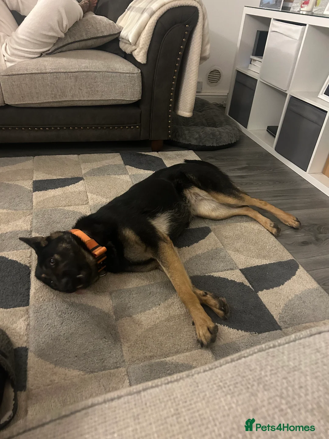 German Shepherd dogs for sale: German Shepherd bitch  - Advert 3