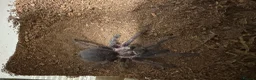 Tarantulas invertebrates for sale: Beautiful Dom Purple Tarantula for sale - Advert 3