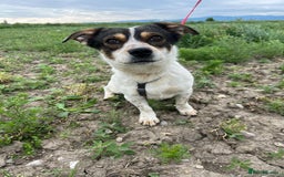 Mixed Breed dogs for adoption: Brodie In Ayr Looking for a home  - Image 10