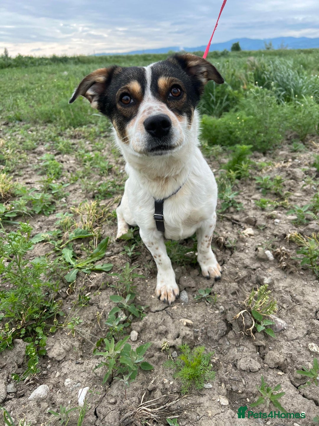 Mixed Breed dogs for adoption: Brodie In Ayr Looking for a home  - Image 10