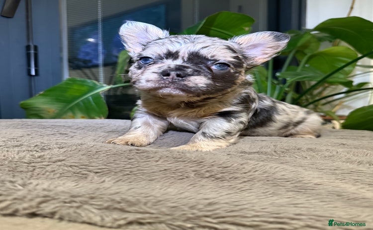 French Bulldog dogs 6 weeks old Fluffy french bulldog puppies - Advert 1