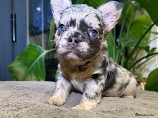 French Bulldog dogs 6 weeks old Fluffy french bulldog puppies - Advert 6